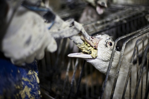 foie_gras_farm